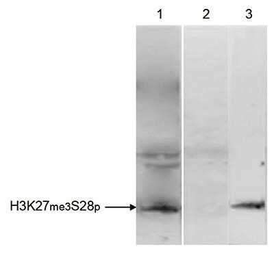 Western Blot: Histone H3 [Trimethyl Lys27, p Ser28] Antibody [NBP2-59161] - HeLa cells were treated with colcemid to block the cell cycle in metaphase and were fixed with formaldehyde. Chromatin from 10,000 cells was sheared and used for immunoprecipitation (IP). IP was performed with 5 uL of the antibody against H3K27me3S28p. The immunoprecipitated proteins were analysed by Western blot with the antibody diluted 1:500 in TBS-Tween containing 5% skimmed milk. Lane 1 shows the result of the IP; a negative IP control (no antibody added) and a positive control (sheared chromatin from 10,000 cells) are shown in lane 2 and 3, respectively.